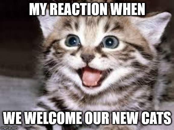 happy cat | MY REACTION WHEN; WE WELCOME OUR NEW CATS | image tagged in happy cat | made w/ Imgflip meme maker