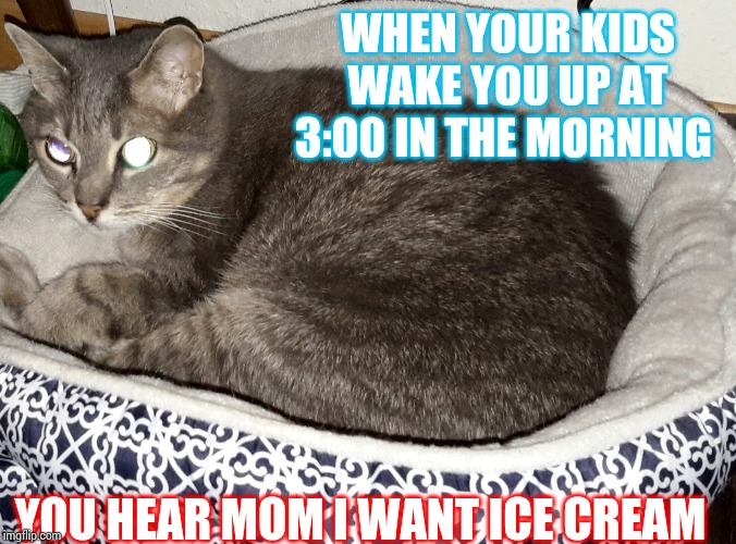 WHEN YOUR KIDS WAKE YOU UP AT 3:00 IN THE MORNING; YOU HEAR MOM I WANT ICE CREAM | image tagged in funny cats | made w/ Imgflip meme maker