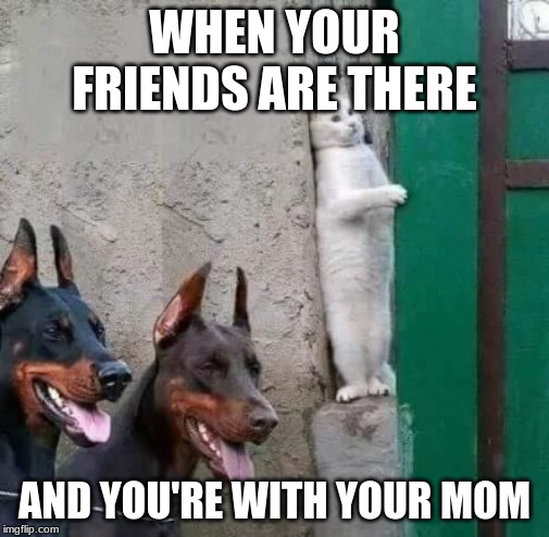 The truth behind the truth | WHEN YOUR FRIENDS ARE THERE; AND YOU'RE WITH YOUR MOM | image tagged in dobermans cat hiding,cats | made w/ Imgflip meme maker