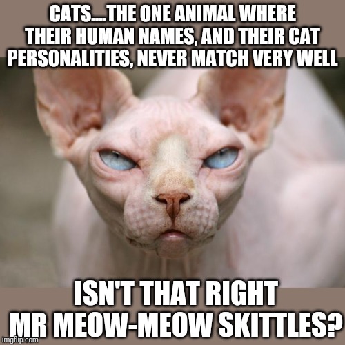 Cat names.....they never make sense. | CATS....THE ONE ANIMAL WHERE THEIR HUMAN NAMES, AND THEIR CAT PERSONALITIES, NEVER MATCH VERY WELL; ISN'T THAT RIGHT MR MEOW-MEOW SKITTLES? | image tagged in evil cat | made w/ Imgflip meme maker