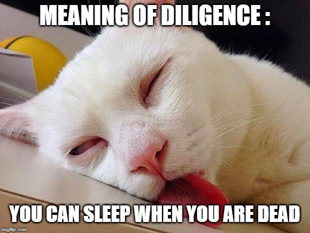 Sleeping cat | MEANING OF DILIGENCE :; YOU CAN SLEEP WHEN YOU ARE DEAD | image tagged in sleeping cat | made w/ Imgflip meme maker