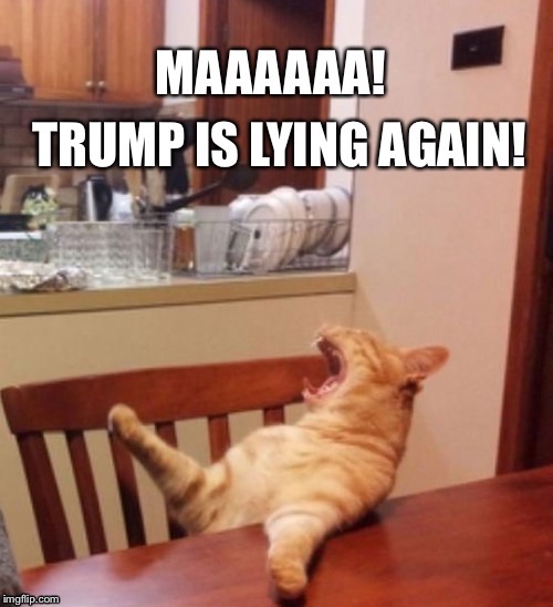 Cat yelling meme | image tagged in cat yelling meme,cat yelling trump,trump,impeach trump,trump lying,trump liar | made w/ Imgflip meme maker
