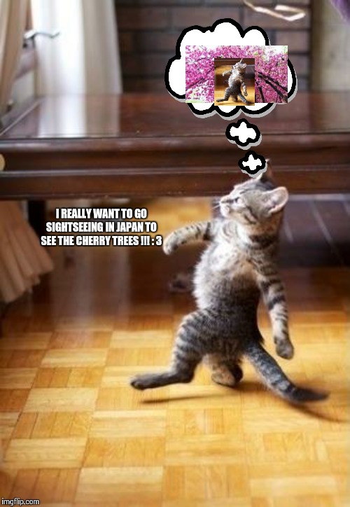 This kitten want trip to Japan to see the cherry trees! | I REALLY WANT TO GO SIGHTSEEING IN JAPAN TO SEE THE CHERRY TREES !!! : 3 | image tagged in cool cat stroll | made w/ Imgflip meme maker