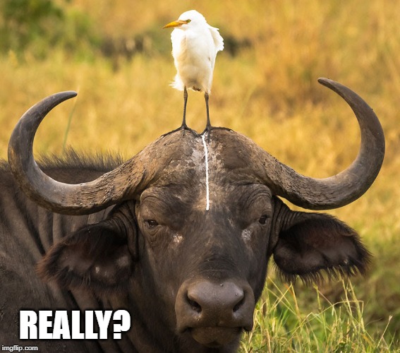 bird poop | REALLY? | image tagged in bird turd,water buffalo | made w/ Imgflip meme maker