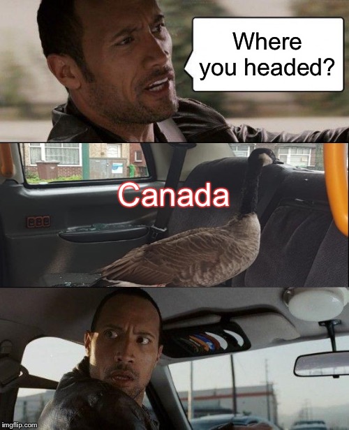 Don’t forget your passport Rock. | Where you headed? Canada | image tagged in memes,the rock driving,canada goose,funny | made w/ Imgflip meme maker
