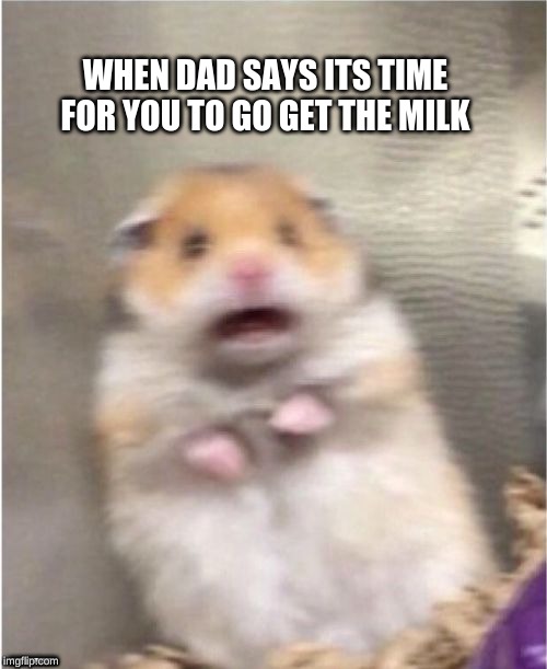 Scared Hamster | WHEN DAD SAYS ITS TIME FOR YOU TO GO GET THE MILK; ........ | image tagged in scared hamster | made w/ Imgflip meme maker