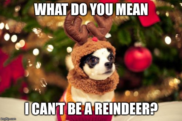 dog reindeer | WHAT DO YOU MEAN I CAN’T BE A REINDEER? | image tagged in dog reindeer | made w/ Imgflip meme maker