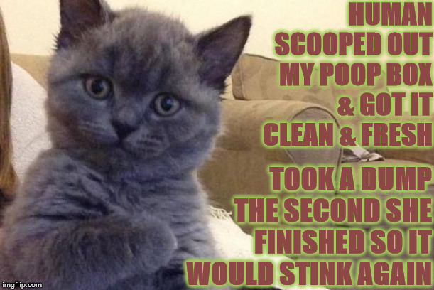 SUCCESS CAT | HUMAN SCOOPED OUT MY POOP BOX & GOT IT CLEAN & FRESH; TOOK A DUMP THE SECOND SHE FINISHED SO IT WOULD STINK AGAIN | image tagged in success cat | made w/ Imgflip meme maker