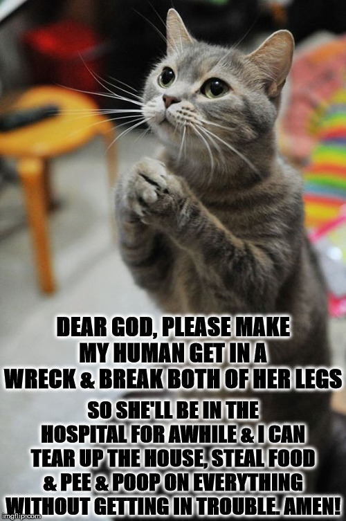 CAT PRAYER | DEAR GOD, PLEASE MAKE MY HUMAN GET IN A WRECK & BREAK BOTH OF HER LEGS; SO SHE'LL BE IN THE HOSPITAL FOR AWHILE & I CAN TEAR UP THE HOUSE, STEAL FOOD & PEE & POOP ON EVERYTHING WITHOUT GETTING IN TROUBLE. AMEN! | image tagged in cat prayer | made w/ Imgflip meme maker
