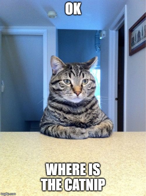 Take A Seat Cat | OK; WHERE IS THE CATNIP | image tagged in memes,take a seat cat | made w/ Imgflip meme maker