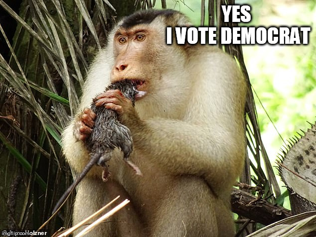 monkey | YES 
I VOTE DEMOCRAT | image tagged in monkey | made w/ Imgflip meme maker