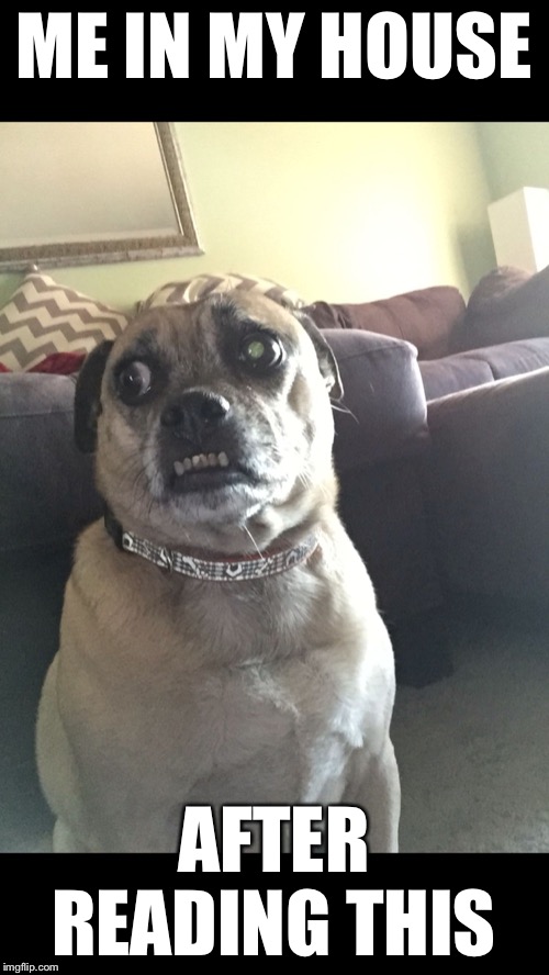 Paranoid Puggle | ME IN MY HOUSE AFTER READING THIS | image tagged in paranoid puggle | made w/ Imgflip meme maker