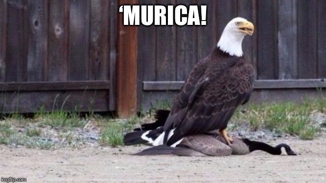 Eagle Takes Down Goose | ‘MURICA! | image tagged in eagle takes down goose | made w/ Imgflip meme maker