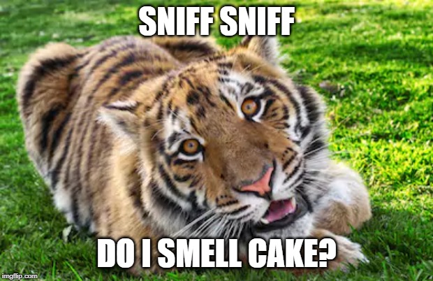 CAKE!! | SNIFF SNIFF; DO I SMELL CAKE? | image tagged in tiger | made w/ Imgflip meme maker