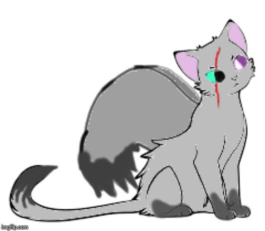 Maris the Cat-Kittiwake Hybrid (Another hybridization OC, and...Anyone has any suggestions for my new OC, the ace of spades?) | image tagged in ocs,cats,kittiwake | made w/ Imgflip meme maker