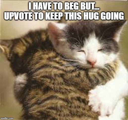 CAT HUG AWWWWWWW (p.s upvote) | I HAVE TO BEG BUT... UPVOTE TO KEEP THIS HUG GOING | image tagged in cats,funny cat memes,funny cats,fun,cute animals,cute kittens | made w/ Imgflip meme maker