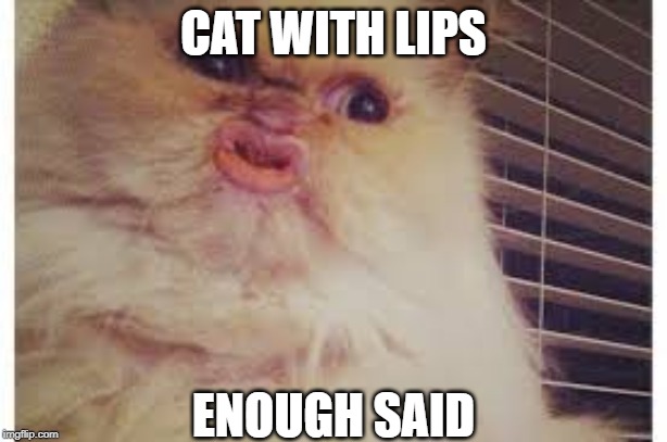 OMG | CAT WITH LIPS; ENOUGH SAID | image tagged in cat with lips,funny cat memes,omg,funny memes,fun,upvote | made w/ Imgflip meme maker