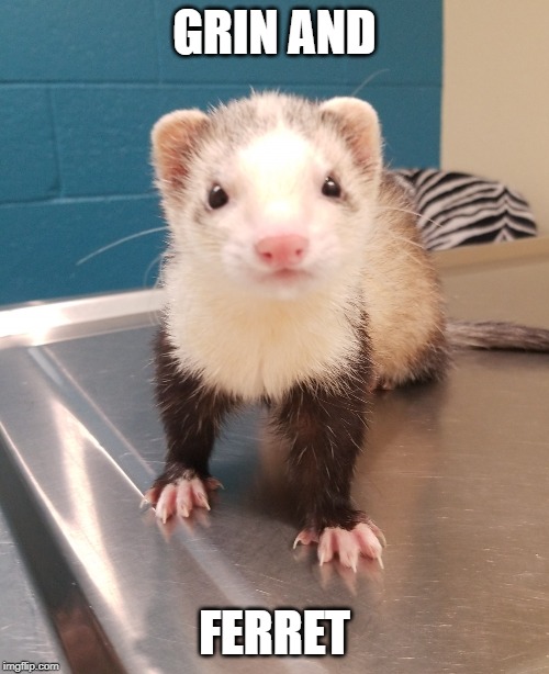 Noodleiscious | GRIN AND; FERRET | image tagged in noodleiscious | made w/ Imgflip meme maker