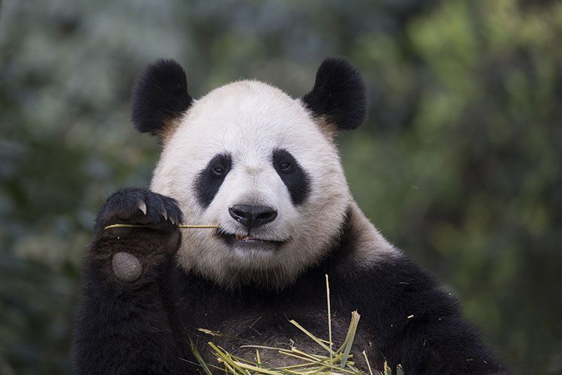 Panda eating bamboo Blank Meme Template