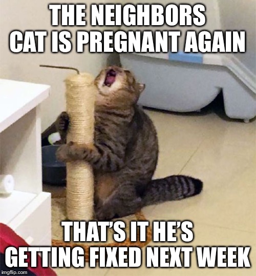 Over Dramatic Cat | THE NEIGHBORS CAT IS PREGNANT AGAIN; THAT’S IT HE’S GETTING FIXED NEXT WEEK | image tagged in over dramatic cat | made w/ Imgflip meme maker