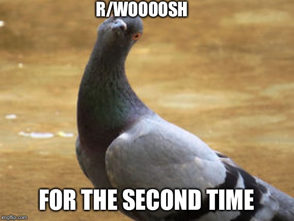 O rly pigeon | R/WOOOOSH FOR THE SECOND TIME | image tagged in o rly pigeon | made w/ Imgflip meme maker