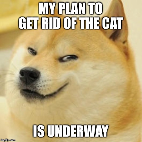 evil doge | MY PLAN TO GET RID OF THE CAT IS UNDERWAY | image tagged in evil doge | made w/ Imgflip meme maker