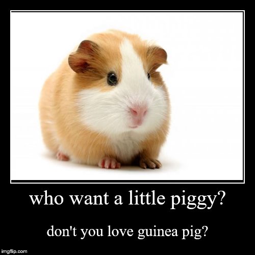 image tagged in funny,demotivationals,guinea pig | made w/ Imgflip demotivational maker