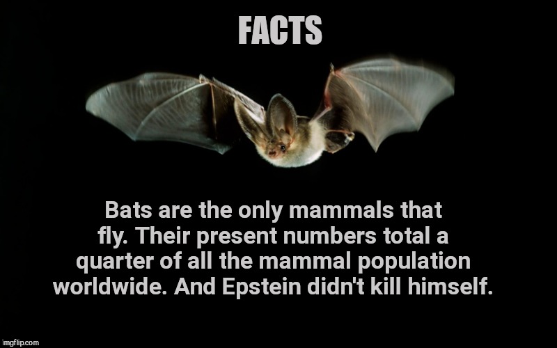 Did you know.. | FACTS; Bats are the only mammals that fly. Their present numbers total a quarter of all the mammal population worldwide. And Epstein didn't kill himself. | image tagged in bat,facts,bats,truth,jeffrey epstein | made w/ Imgflip meme maker