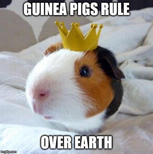guinea pig | GUINEA PIGS RULE; OVER EARTH | image tagged in guinea pig | made w/ Imgflip meme maker
