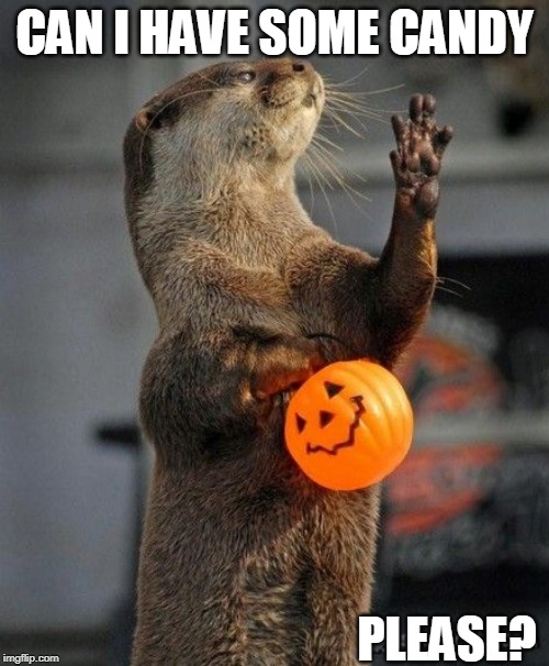OTTER TRICK OR TREAT | CAN I HAVE SOME CANDY; PLEASE? | image tagged in trick or treat,otter | made w/ Imgflip meme maker