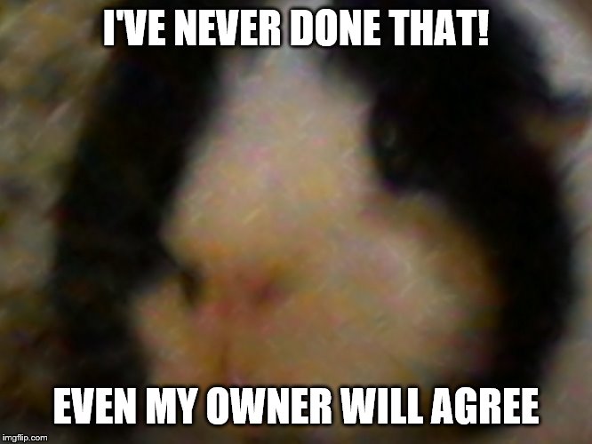max the piggie | I'VE NEVER DONE THAT! EVEN MY OWNER WILL AGREE | image tagged in max the piggie | made w/ Imgflip meme maker