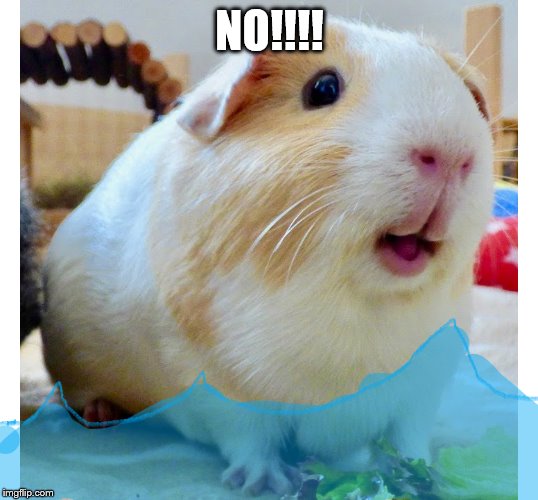 the piggy bath | NO!!!! | image tagged in the piggy bath | made w/ Imgflip meme maker