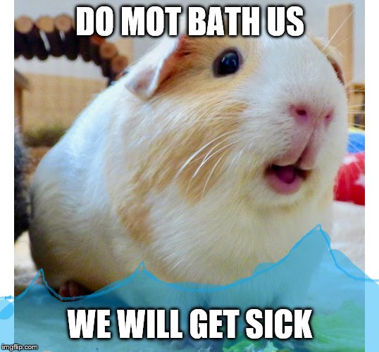 the piggy bath | DO MOT BATH US WE WILL GET SICK | image tagged in the piggy bath | made w/ Imgflip meme maker