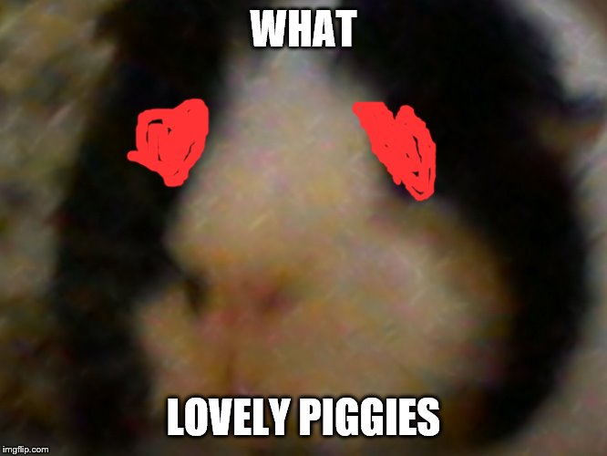 max the piggie | WHAT LOVELY PIGGIES | image tagged in max the piggie | made w/ Imgflip meme maker