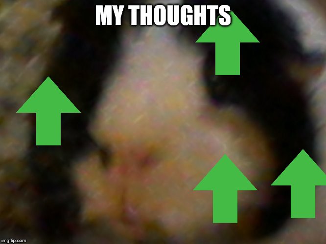 max the piggie | MY THOUGHTS | image tagged in max the piggie | made w/ Imgflip meme maker