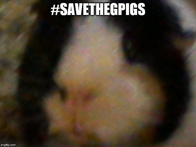 max the piggie | #SAVETHEGPIGS | image tagged in max the piggie | made w/ Imgflip meme maker