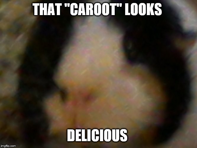 max the piggie | THAT "CAROOT" LOOKS DELICIOUS | image tagged in max the piggie | made w/ Imgflip meme maker