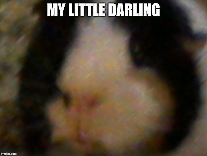 max the piggie | MY LITTLE DARLING | image tagged in max the piggie | made w/ Imgflip meme maker