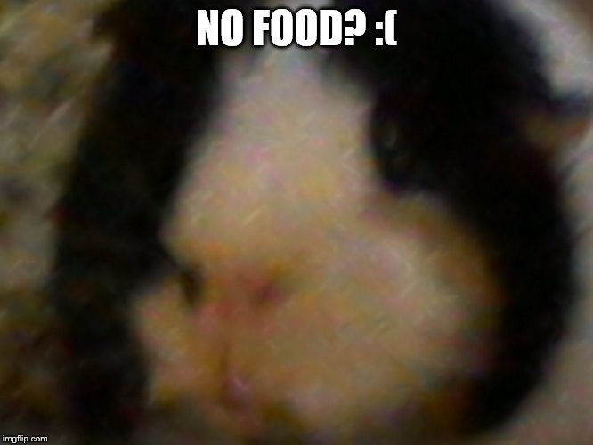 max the piggie | NO FOOD? :( | image tagged in max the piggie | made w/ Imgflip meme maker