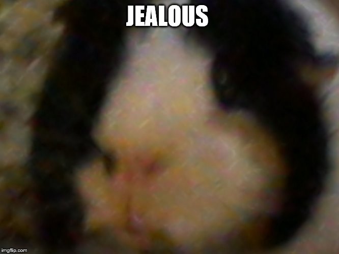 max the piggie | JEALOUS | image tagged in max the piggie | made w/ Imgflip meme maker