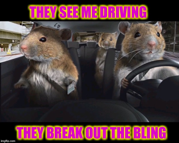 Rats driving | THEY SEE ME DRIVING THEY BREAK OUT THE BLING | image tagged in rats driving | made w/ Imgflip meme maker