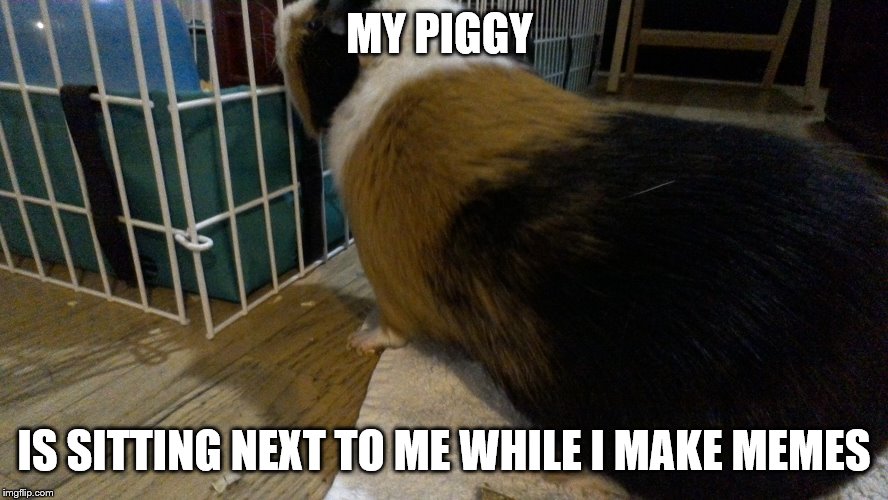 max is looking at his cage | MY PIGGY IS SITTING NEXT TO ME WHILE I MAKE MEMES | image tagged in max is looking at his cage | made w/ Imgflip meme maker