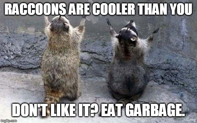 Raccoon Worshipping | RACCOONS ARE COOLER THAN YOU; DON'T LIKE IT? EAT GARBAGE. | image tagged in raccoon worshipping | made w/ Imgflip meme maker