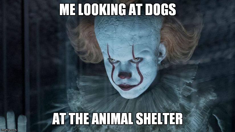 ME LOOKING AT DOGS; AT THE ANIMAL SHELTER | image tagged in pennywise | made w/ Imgflip meme maker