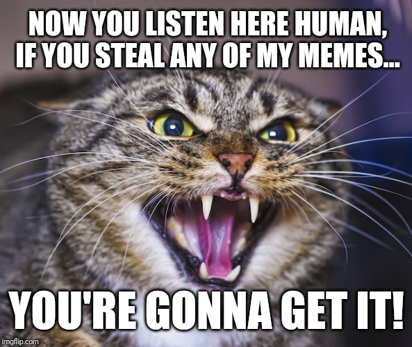 I'm warning you - steal any of my memes and I'll c it that you get reported big time | NOW YOU LISTEN HERE HUMAN,
IF YOU STEAL ANY OF MY MEMES... YOU'RE GONNA GET IT! | image tagged in angry cat,funny cats,funny cat memes,cats,funny memes,memes | made w/ Imgflip meme maker
