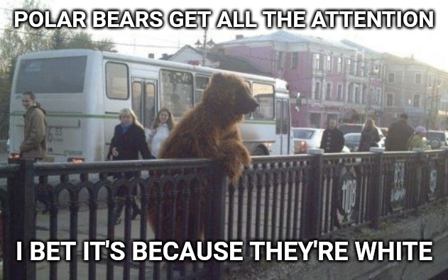 Colored bears are lonely. | POLAR BEARS GET ALL THE ATTENTION; I BET IT'S BECAUSE THEY'RE WHITE | image tagged in memes,city bear | made w/ Imgflip meme maker