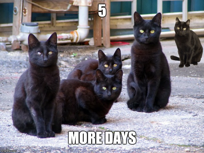 5 BLACK CATS | 5; MORE DAYS | image tagged in cats,halloween | made w/ Imgflip meme maker