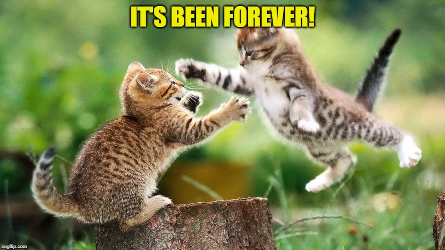 Kittens | IT'S BEEN FOREVER! | image tagged in kittens | made w/ Imgflip meme maker