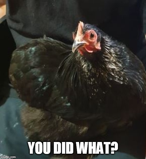 Elf the Pekin | YOU DID WHAT? | image tagged in elf the pekin | made w/ Imgflip meme maker