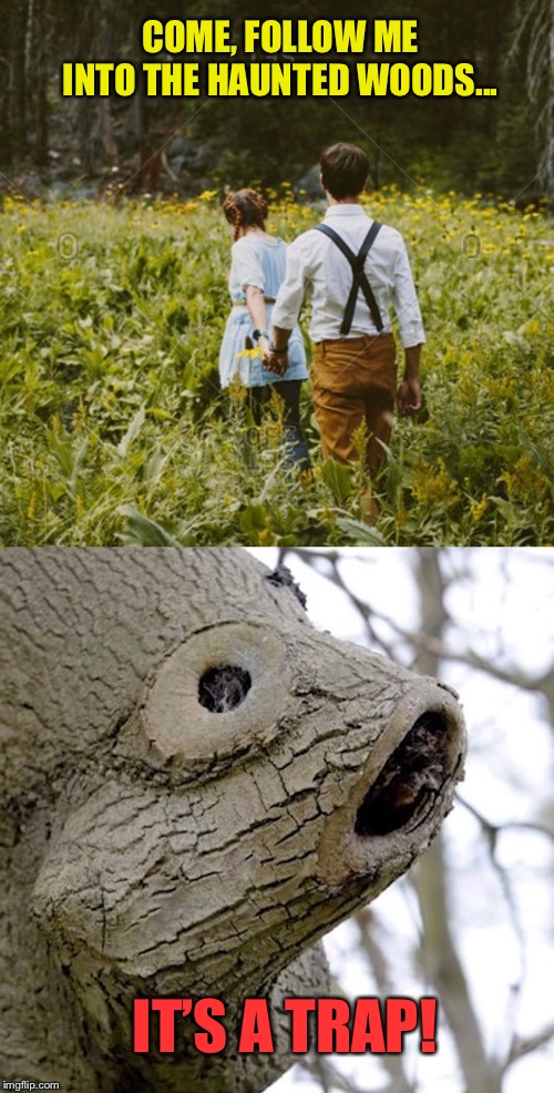 Ackbar Tree | COME, FOLLOW ME INTO THE HAUNTED WOODS... IT’S A TRAP! | image tagged in haunted,woods,it's a trap,scary,trees | made w/ Imgflip meme maker